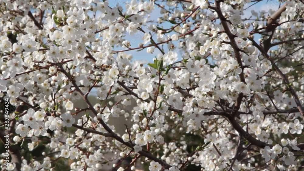 Young plum flowers in early spring season. bees collect honey from beautiful white flowers Young plum flowers in early spring season. bees collect honey from beautiful white flowers