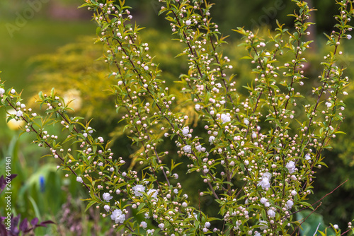 Canvastavla Prunus glandulosa Alba Plena