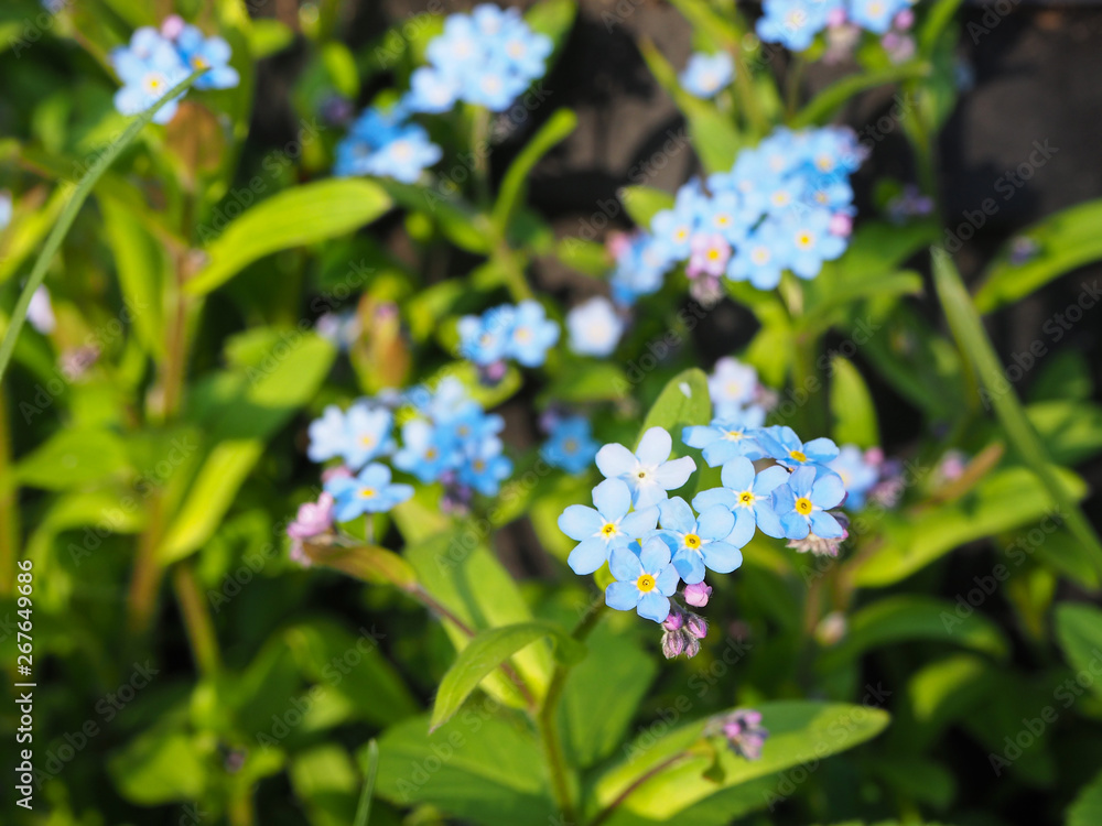 Blue Myosotis sylvatica (the wood forget-me-not or woodland forget-me-not) flowers in the garden summer background Blue Myosotis sylvatica (the wood forget-me-not or woodland forget-me-not) flowers in the garden summer background