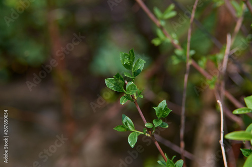 The first spring shoots and flower buds on trees in the forest. The beginning of spring. Shallow depth of field  blurred natural background