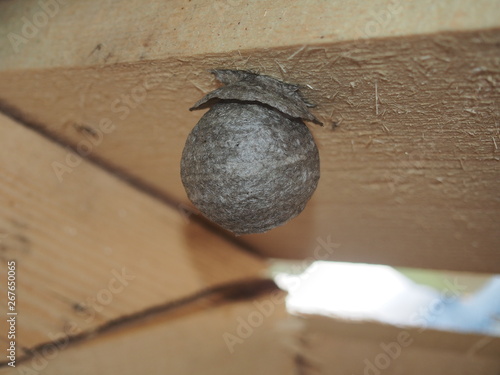 The wasp builds a spherical nest. Dangerous insect. photo