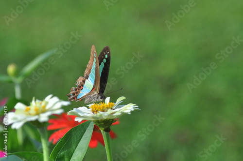 butterfly on zinnia flower with blur bokeh background © sultan