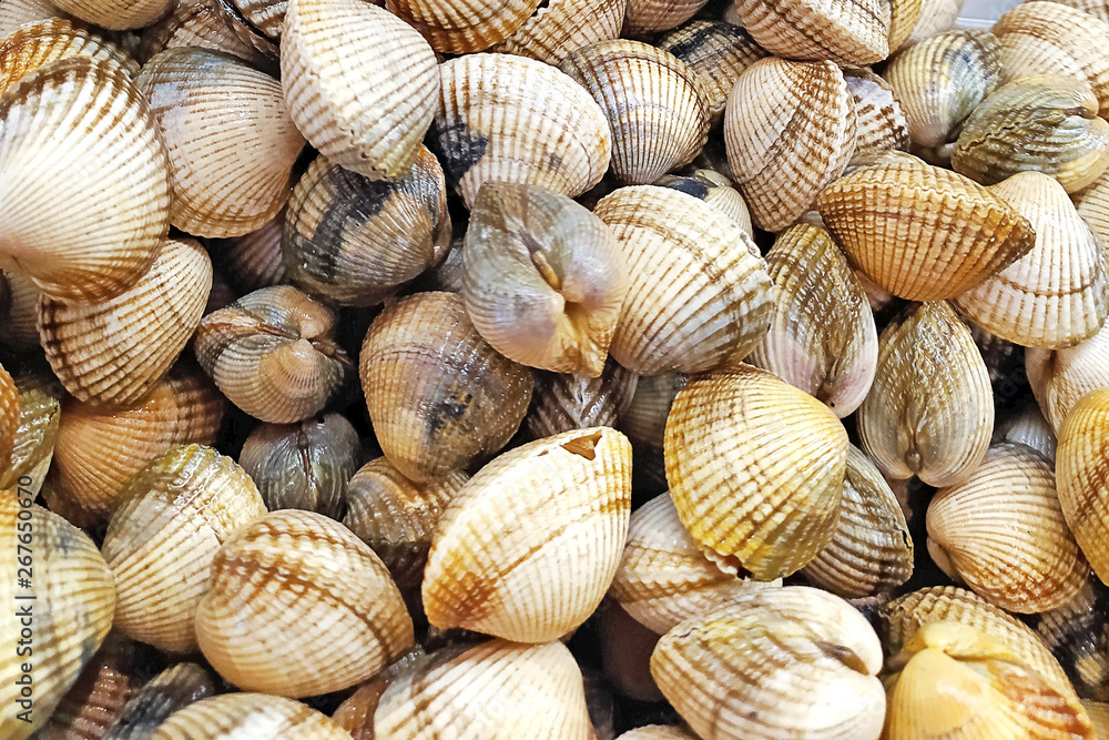 Fresh clams background, seashells close up, Spain Fresh clams background, seashells close up, Spain