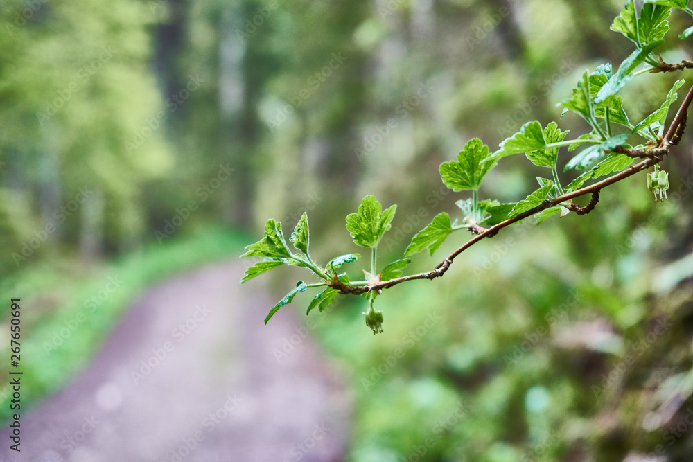 Waldlandschaft | Zweig im Vordergrund Waldlandschaft | Zweig im Vordergrund