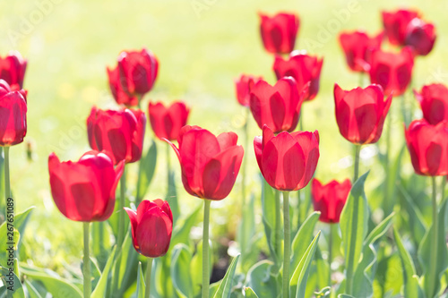 Fototapeta Naklejka Na Ścianę i Meble -  The blossoming red tulips