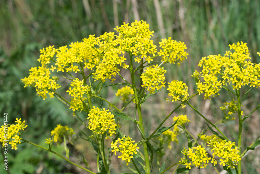 Obraz premium Bunias orientalis, Turkish wartycabbage,[warty-cabbage,hill mustard, or Turkish rocket yellow flowers