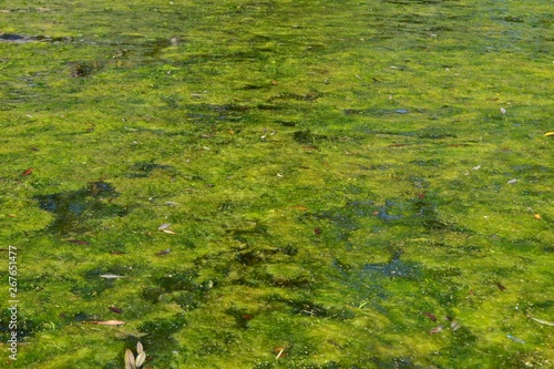 Fotografía Closeup photograph of a particularly resilient algal bloom in a lake persisting through autumn