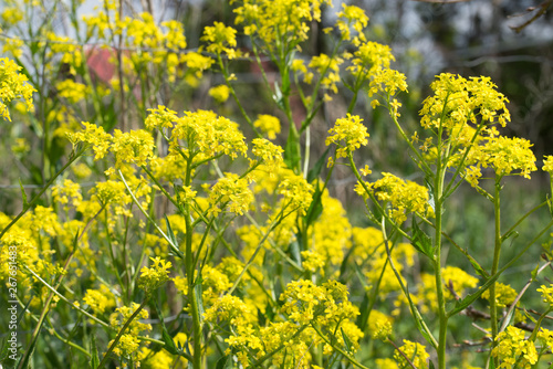 Bunias orientalis, Turkish wartycabbage,[warty-cabbage,hill mustard, or Turkish rocket yellow flowers