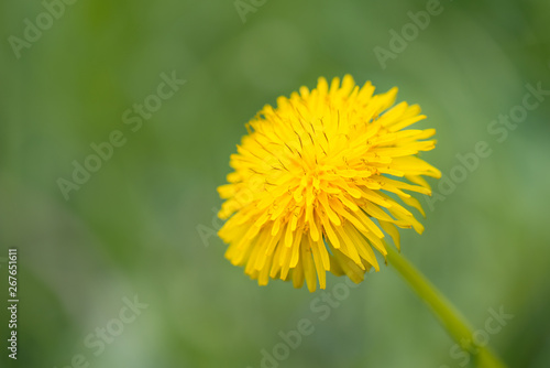 Yellow dandelion flowers in nature on meadow. Dandelions field on spring sunny day. Blooming dandelion on green background.