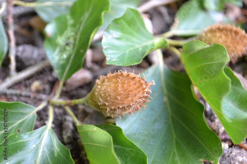 Valokuva Closeup photograph of an unripe cupule of a green beech.