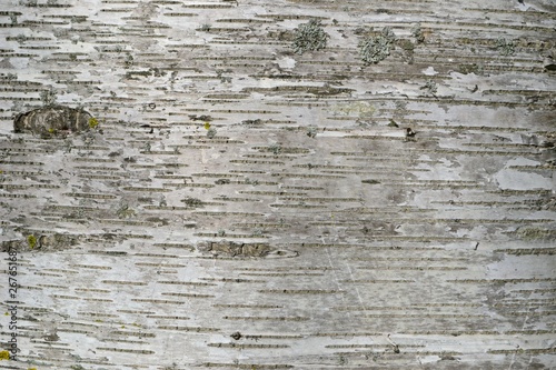 Obraz na plátně Closeup photograph of the bark of a silver birch tree
