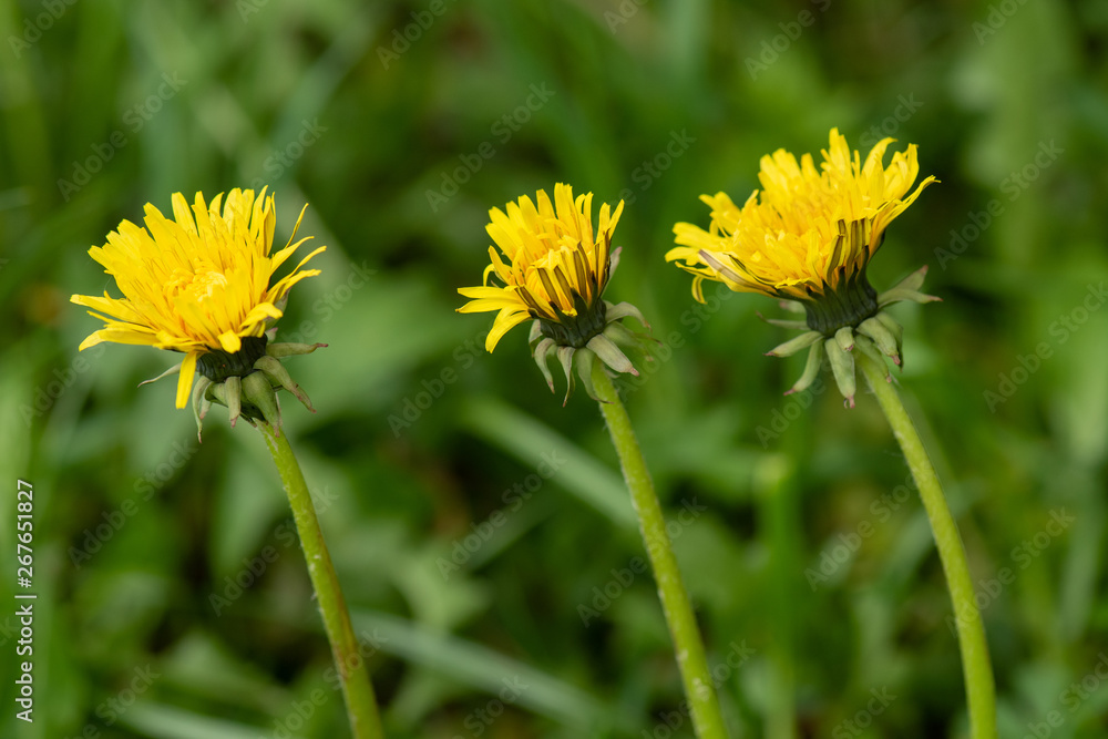 Three yellow dandelion flowers in nature on meadow. Dandelions field on spring sunny day. Blooming dandelion on green background. Three yellow dandelion flowers in nature on meadow. Dandelions field on spring sunny day. Blooming dandelion on green background.