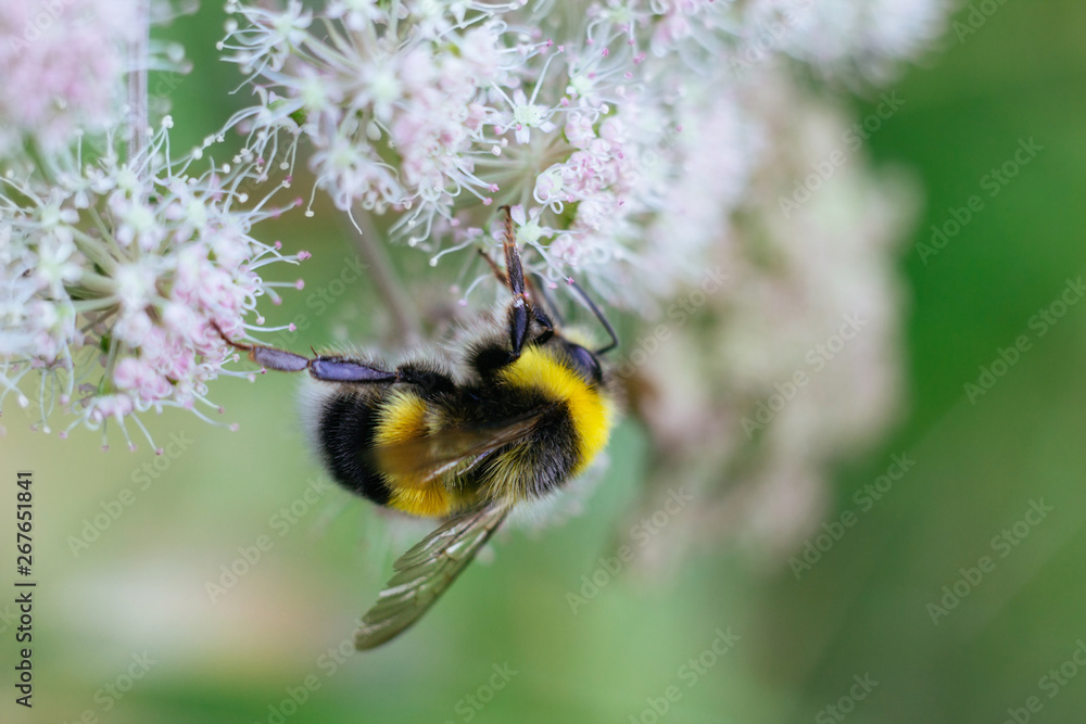 A furry striped bumblebee sits on a poisonous white flower of a water Hemlock on a green background. Textured wings. Close-up, side view. Poisonous plant. A furry striped bumblebee sits on a poisonous white flower of a water Hemlock on a green background. Textured wings. Close-up, side view. Poisonous plant.