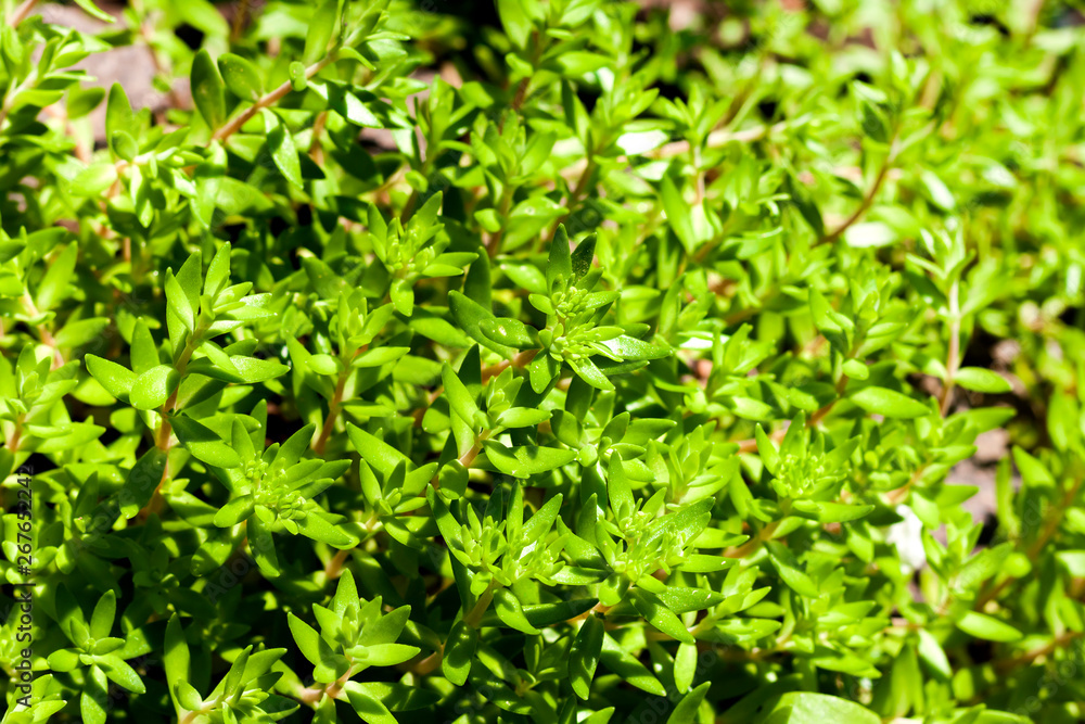 Sedum sarmentosum in spring before flowering Sedum sarmentosum in spring before flowering