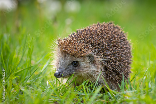 Cute common hedgehog on green grass in spring or summer forest during dawn. Young beautiful hedgehog in natural habitat outdoors in the nature.