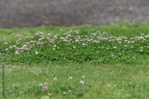 White clover / Trifolium repens