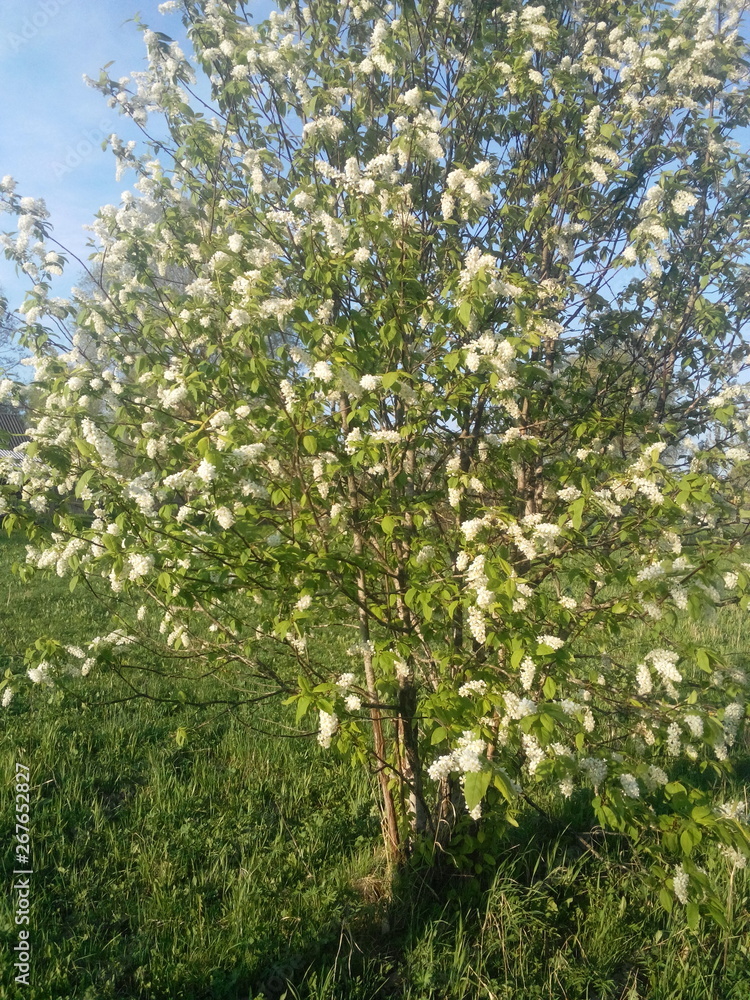 Nature Nature
