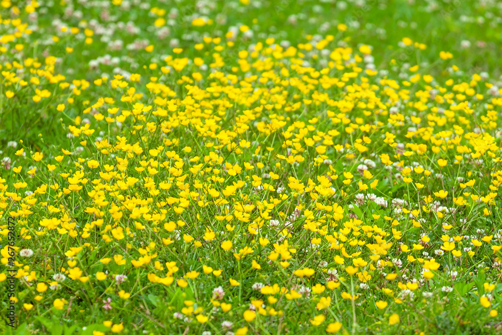 Fototapeta premium blooming flower in spring, buttercup, crowfoot