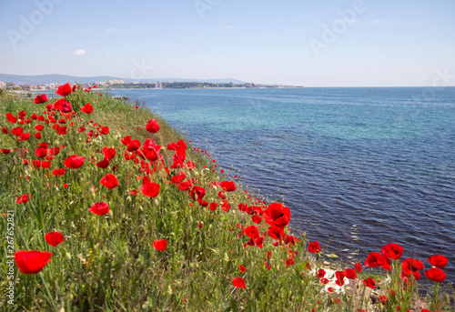 Flowering poppies on the high seashore. Perspective of green meadows with red flowers against the background of the sea bay on a sunny May day. Black Sea coast of Bulgaria.