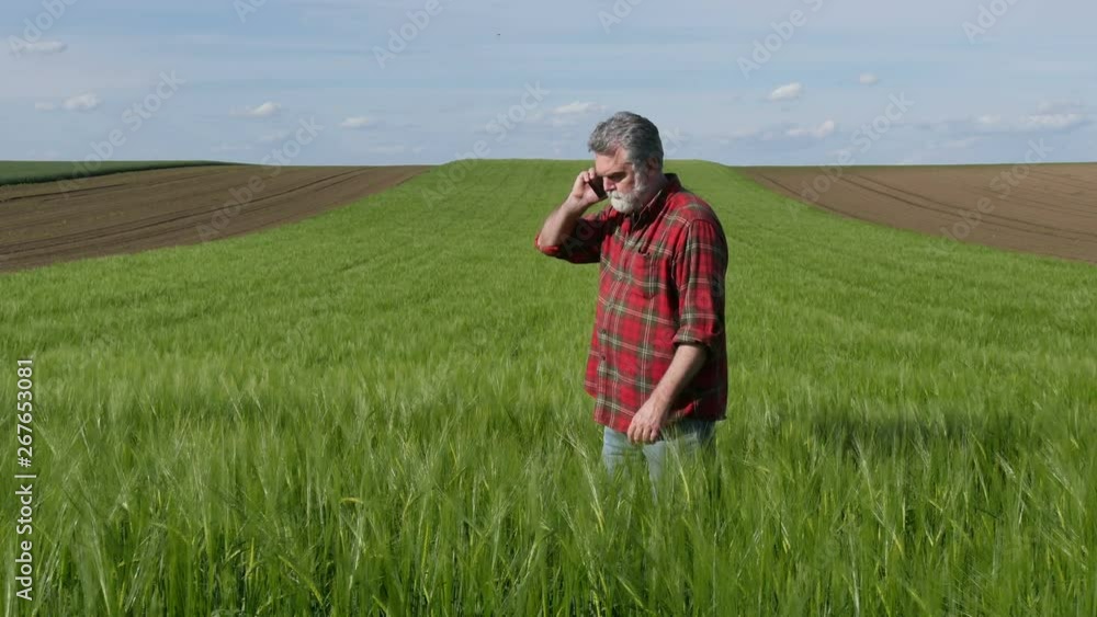 Farmer or agronomist inspecting quality of wheat plants in field and speaking by mobile phone Farmer or agronomist inspecting quality of wheat plants in field and speaking by mobile phone