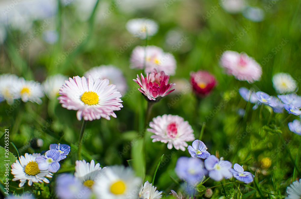 Soft white daisies bloom in summer