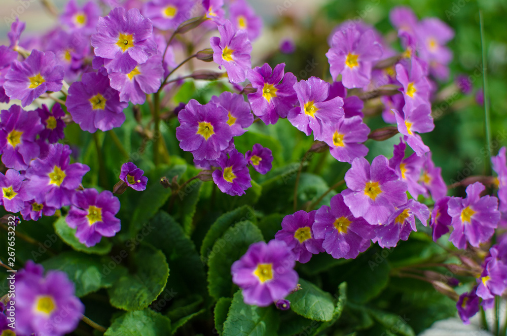 primrose small spring flowers are growing primrose small spring flowers are growing