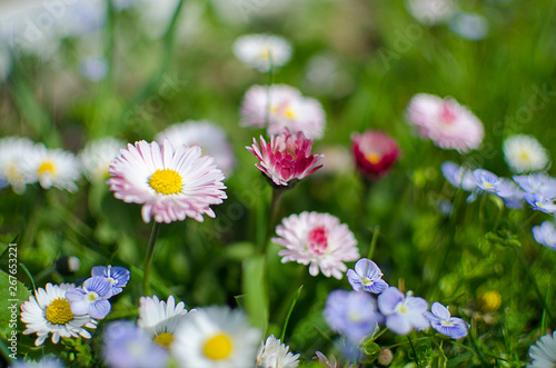 Soft white daisies bloom in summer