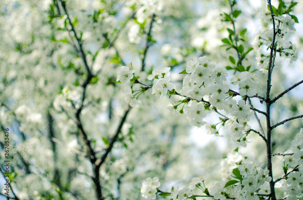 Spring plum branch blooming white flowers outdoors on a background