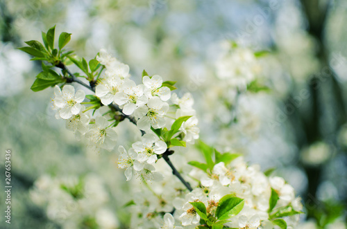 Spring plum branch blooming white flowers outdoors on a background