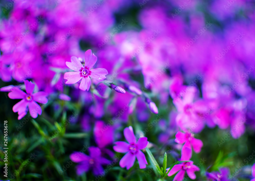 Little flowers blooming phlox pink with