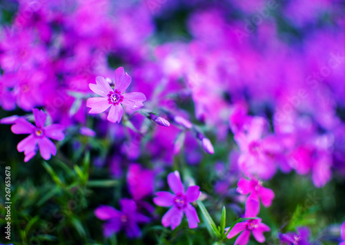 Little flowers blooming phlox pink with