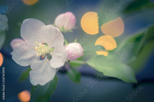 Beautiful spring blossoms. White flowers on the branches of apple tree at evening moment, with shallow depth of field and bokeh lights. © stone36
