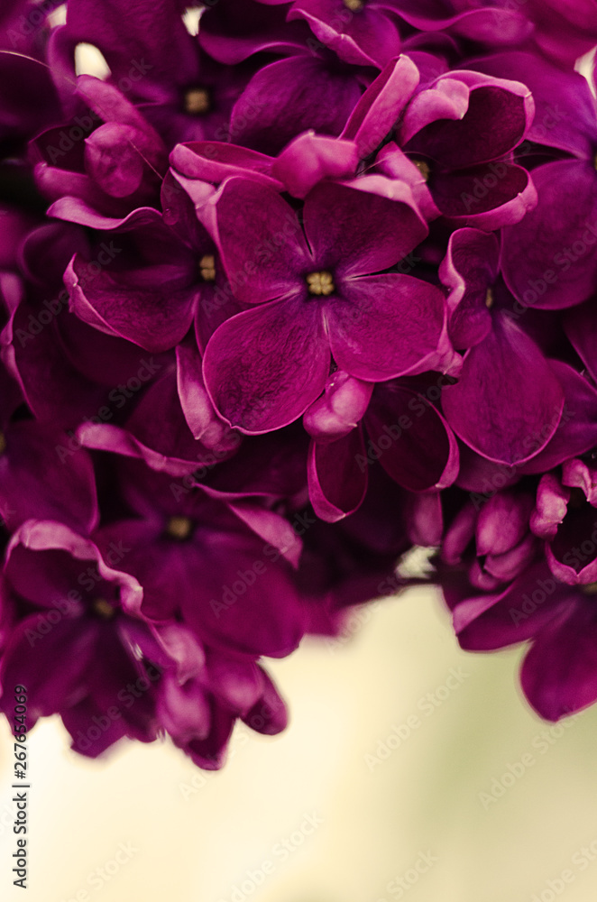 Beautiful branch of lilac bushes growing in the spring