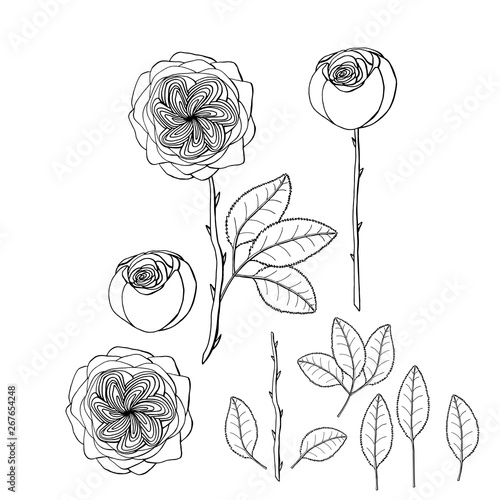 hand drawn garden rose juliet flower. floral design element isolated on white background. stock vector illustration.
