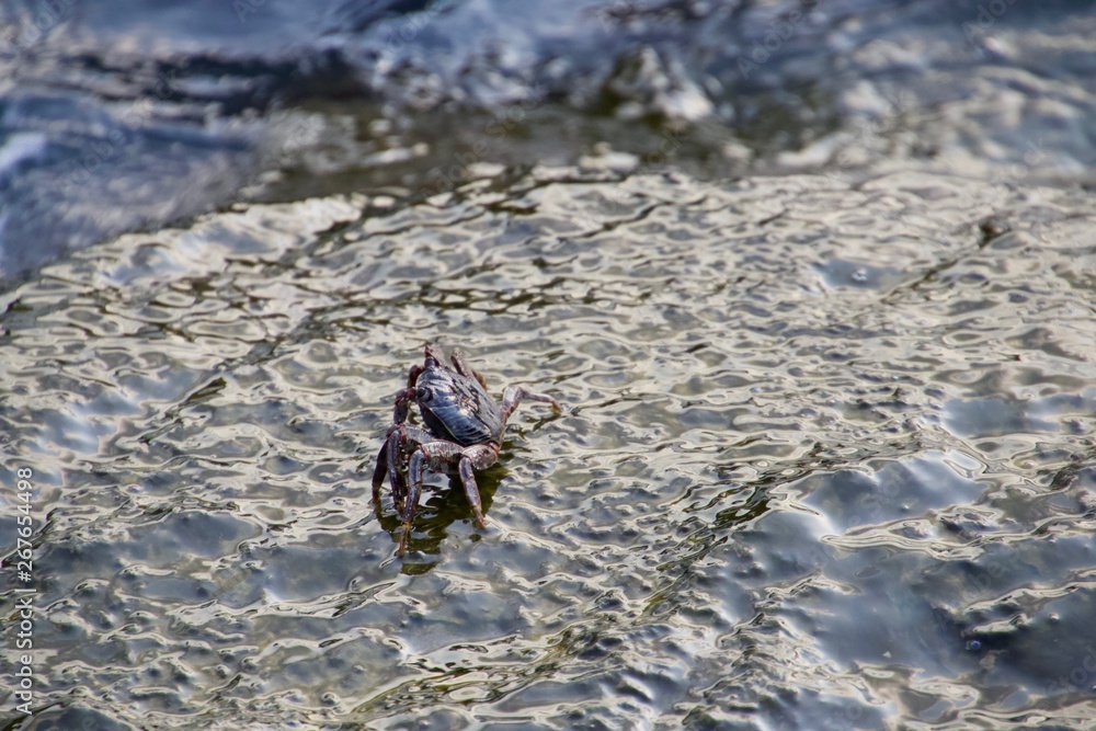 Fototapeta premium Crab
