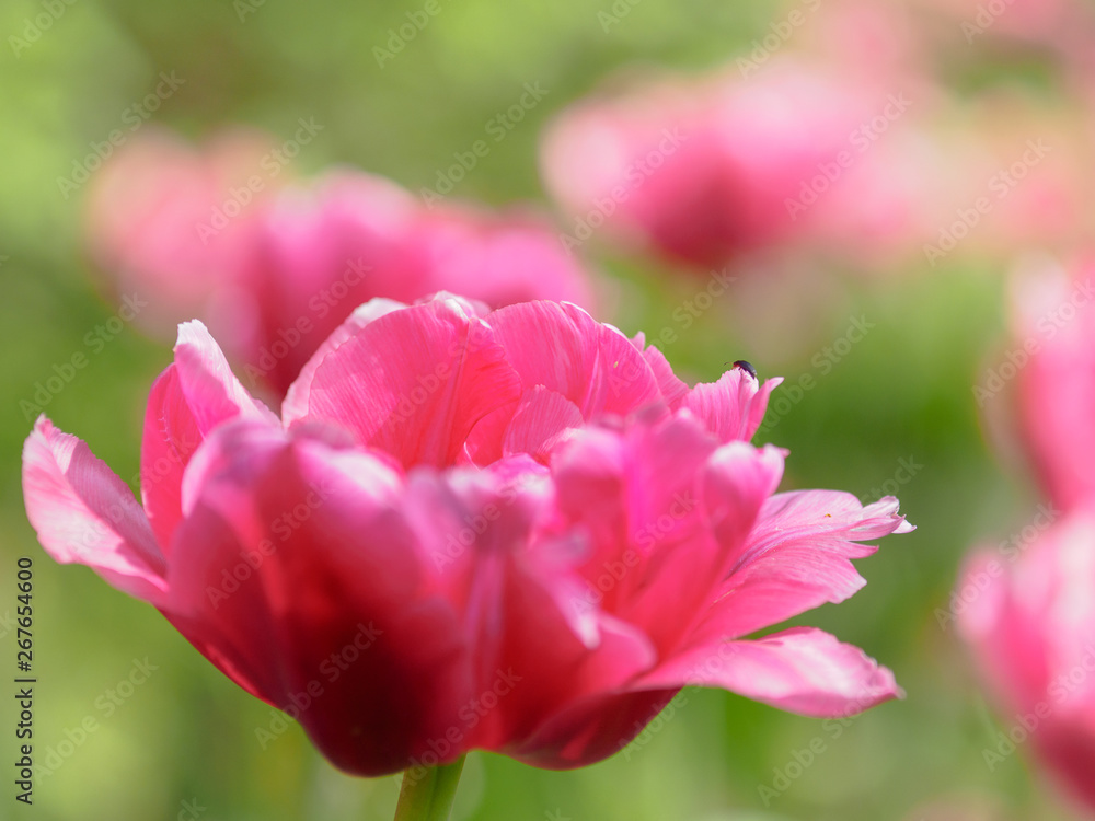 Beautiful blossoming tulip Beautiful blossoming tulip