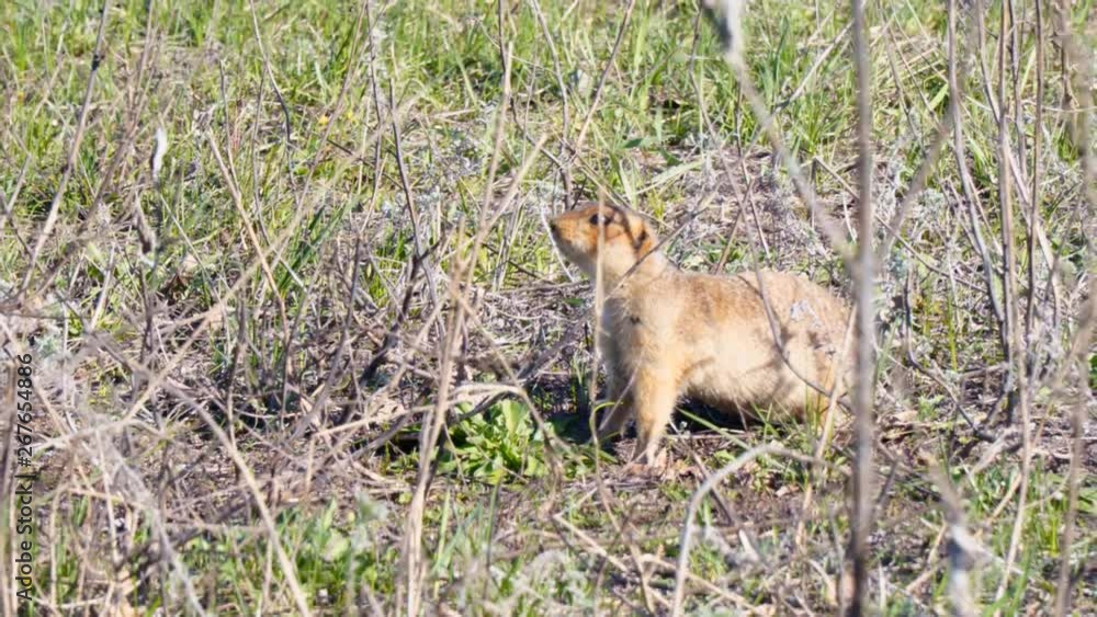 Gopher eats grass after hibernation Gopher eats grass after hibernation