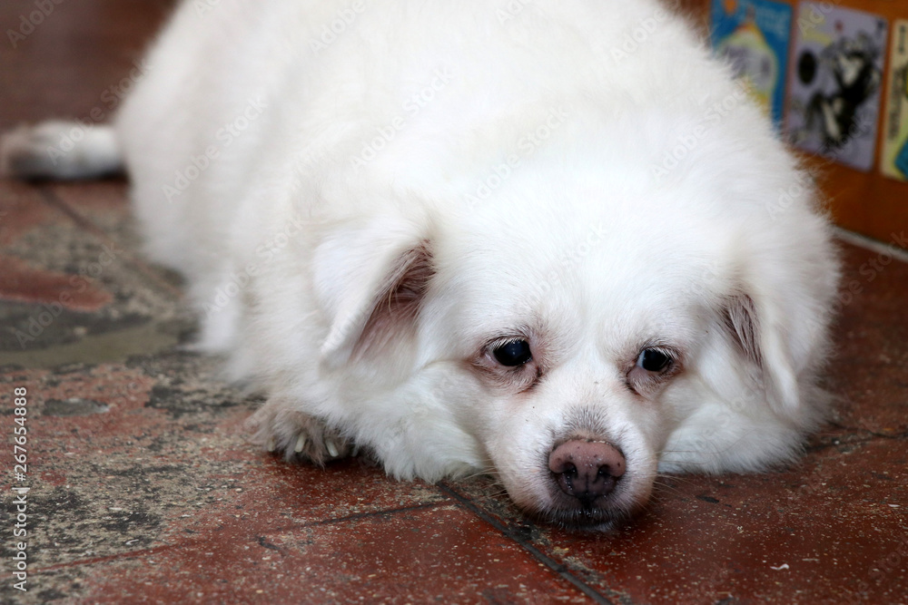 a sweet fat white dog - Kota Kinabalu Borneo Sabah Malaysia Asia