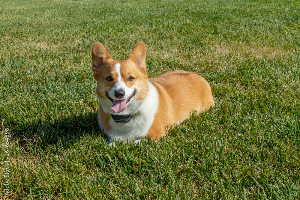 Photo of a Red Sable Pembroke Welsh Corgi Dog in grass. Photo of a Red Sable Pembroke Welsh Corgi Dog in grass.