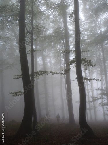 Human silhouette backpacker uprising between trees in a forest covered with thick fog