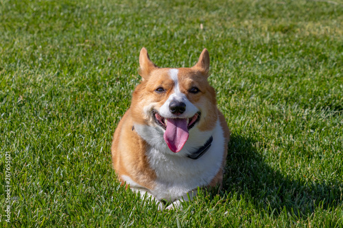 Photo of a Red Sable Pembroke Welsh Corgi Dog in grass.