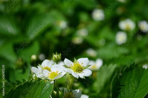 Beautiful white strawberry flowers in green leaves