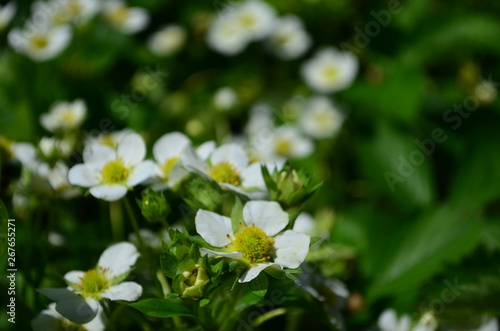 Beautiful white strawberry flowers in green leaves