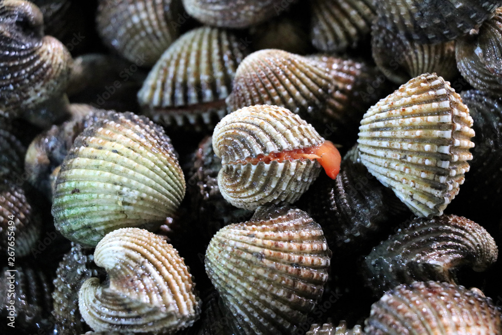 clams at the night market - Kota Kinabalu Sabah Borneo Malaysia Asia clams at the night market - Kota Kinabalu Sabah Borneo Malaysia Asia