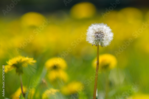 One dandelion on the field close-up on a sunny day.
