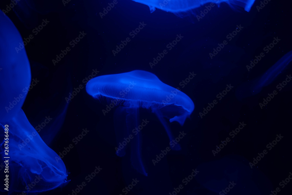 Blue Jellyfish