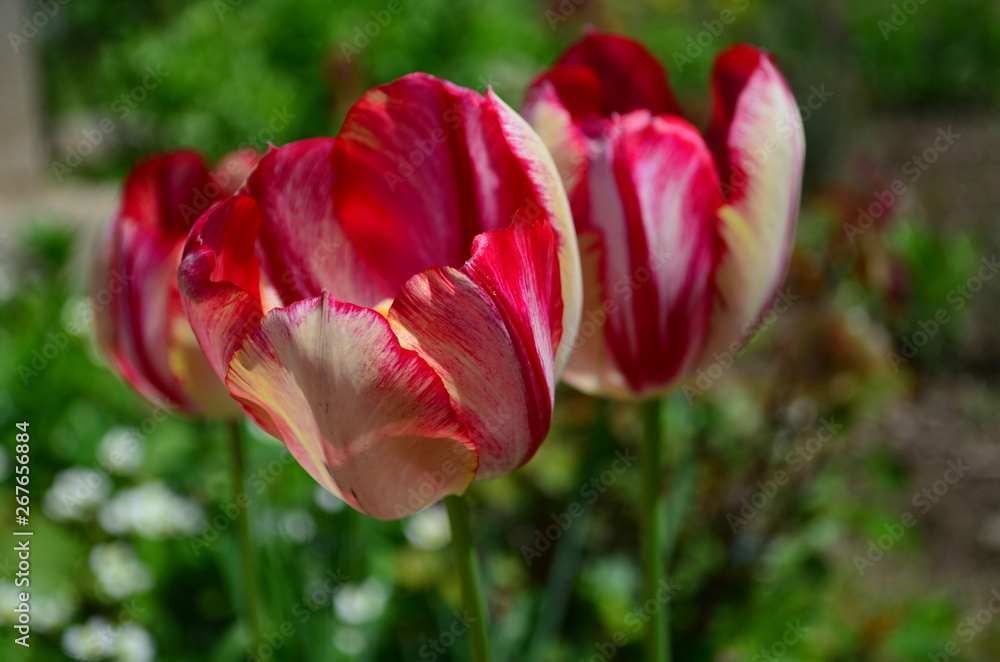 Motley red and yellow tulip flower close up Motley red and yellow tulip flower close up