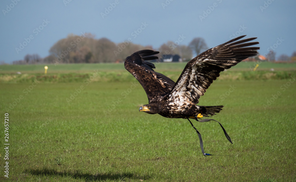 Immature American bald eagle in mid flight