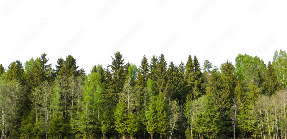 Spring green forest on the horizon is isolated. The edge of a forest with deciduous and coniferous trees, natural background.