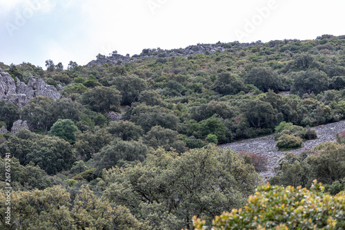 Obraz na płótnie pamoramic view of extremadura dehesa w salonie